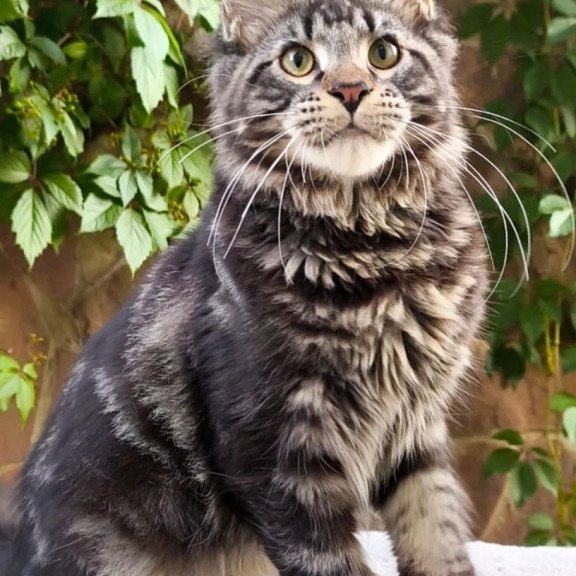 Maine Coon A Hugo