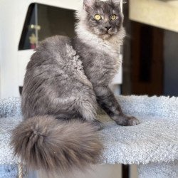 Maine Coon A Kai Max