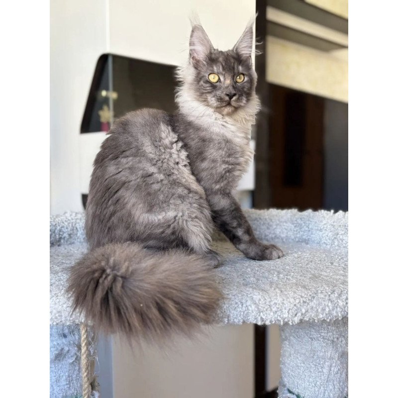 Maine Coon A Kai Max