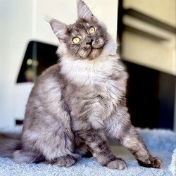 Maine Coon A Kai Max