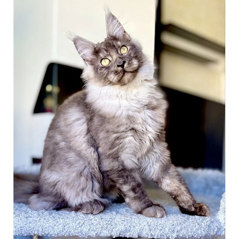 Maine Coon A Kai Max