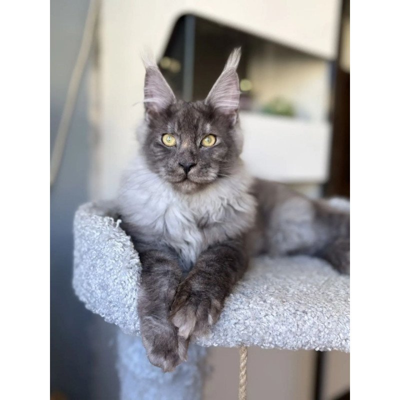 Maine Coon A Kai Max