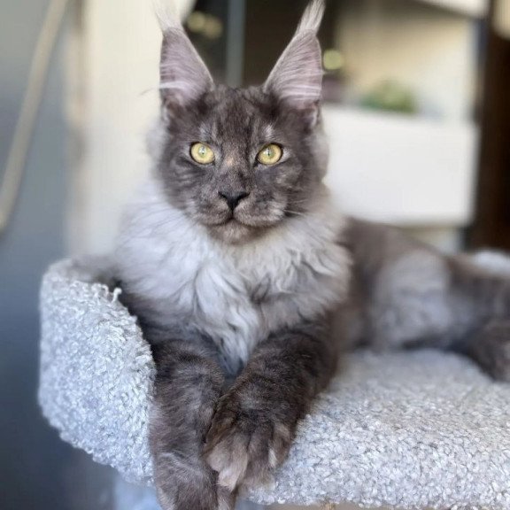 Maine Coon A Kai Max