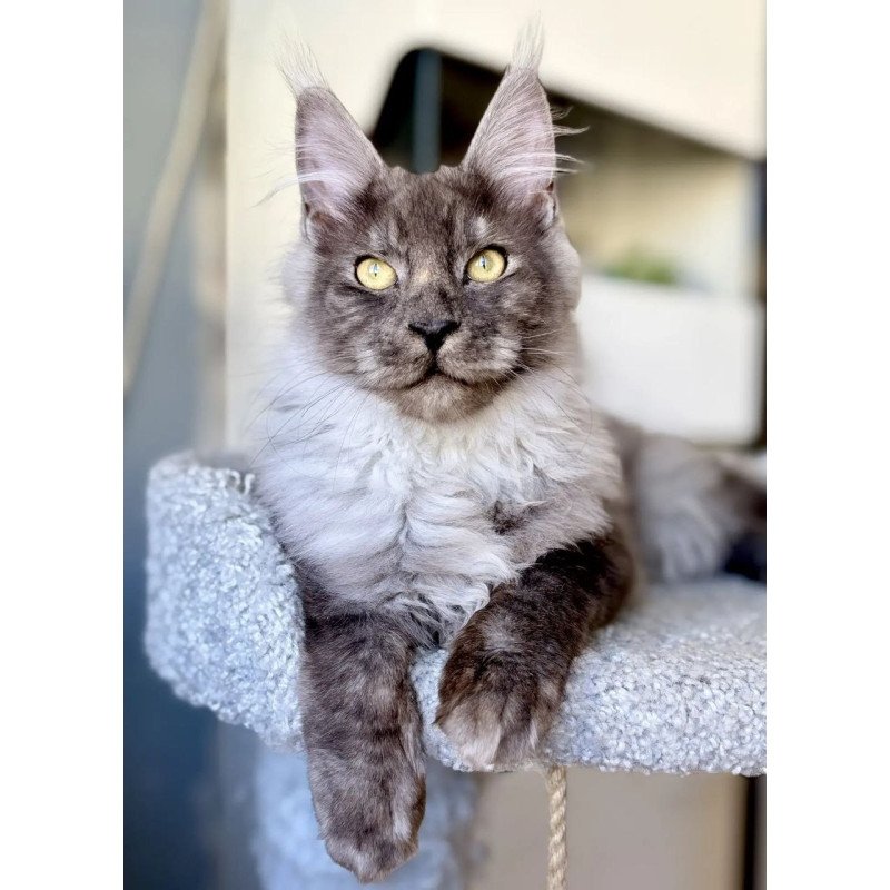 Maine Coon A Kai Max