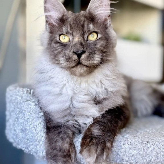 Maine Coon A Kai Max