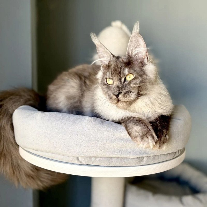 Maine Coon A Kai Max