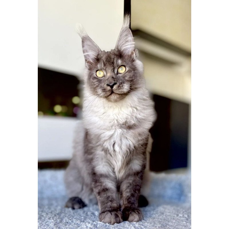 Maine Coon A Kai Max