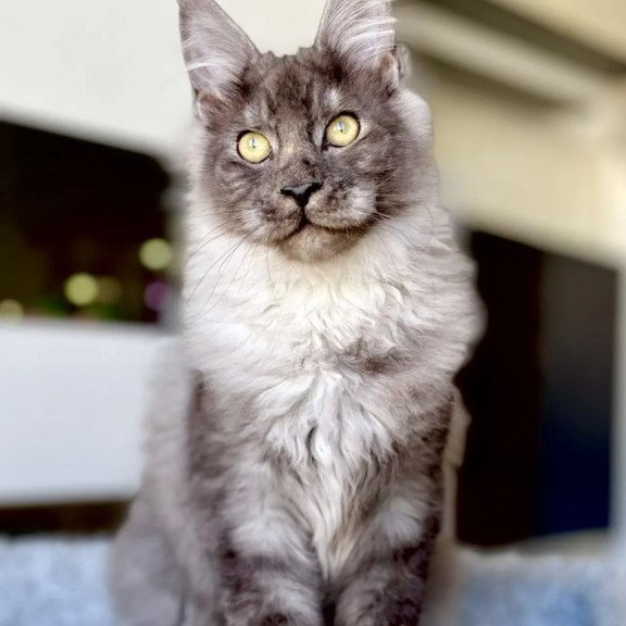 Maine Coon A Kai Max