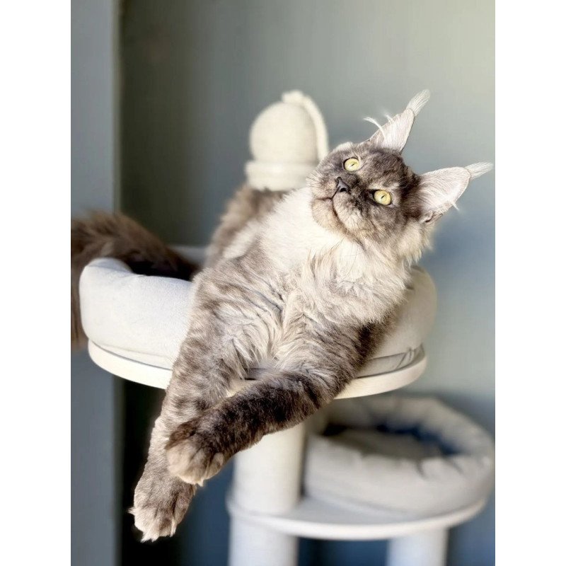 Maine Coon A Kai Max