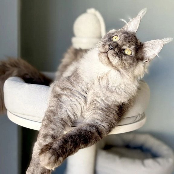 Maine Coon A Kai Max