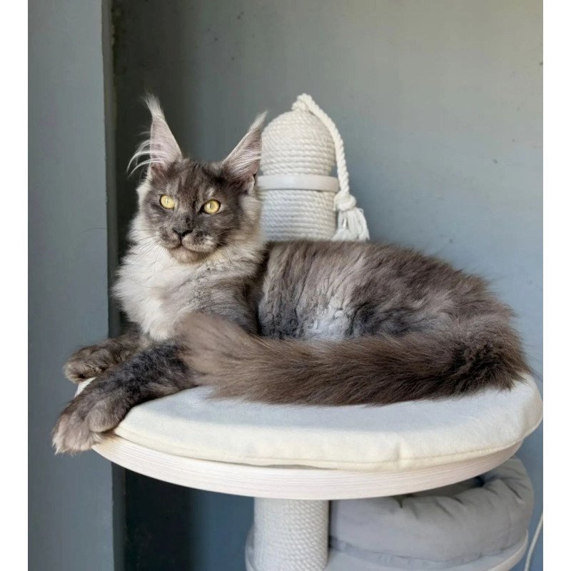 Maine Coon A Kai Max