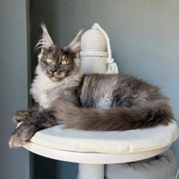 Maine Coon A Kai Max