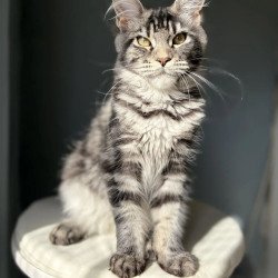 Maine Coon A Pepsi