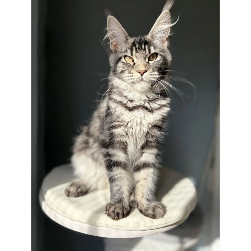 Maine Coon A Pepsi