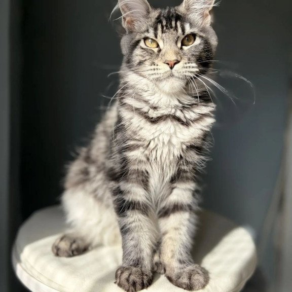 Maine Coon A Pepsi