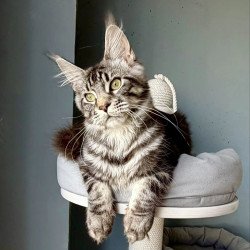 Maine Coon A Pepsi