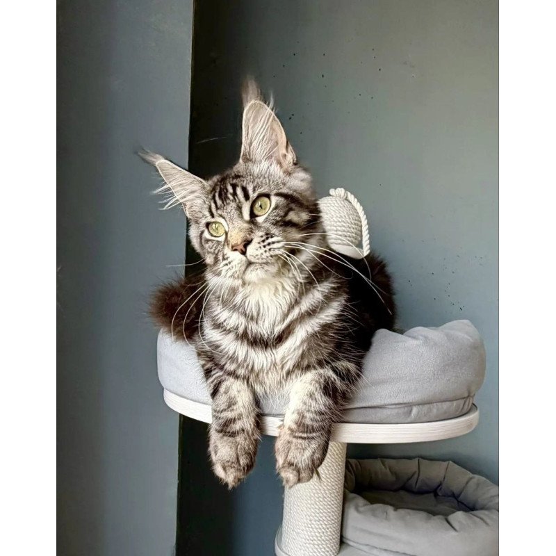 Maine Coon A Pepsi