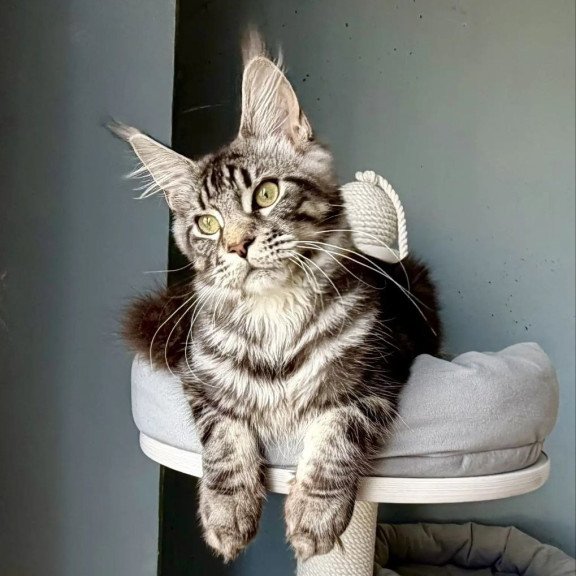 Maine Coon A Pepsi