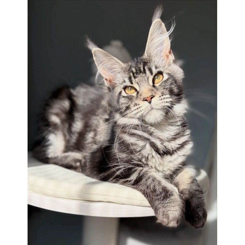 Maine Coon A Pepsi