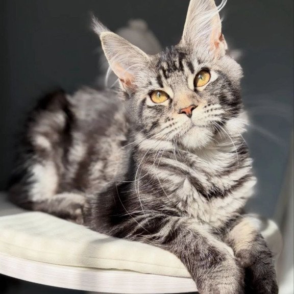 Maine Coon A Pepsi