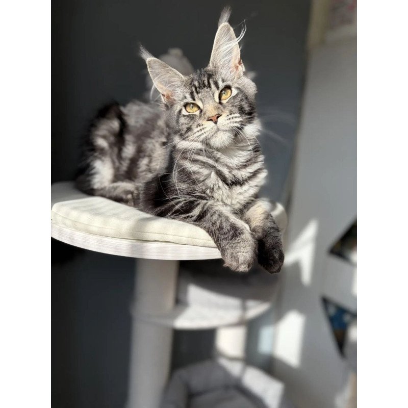 Maine Coon A Pepsi
