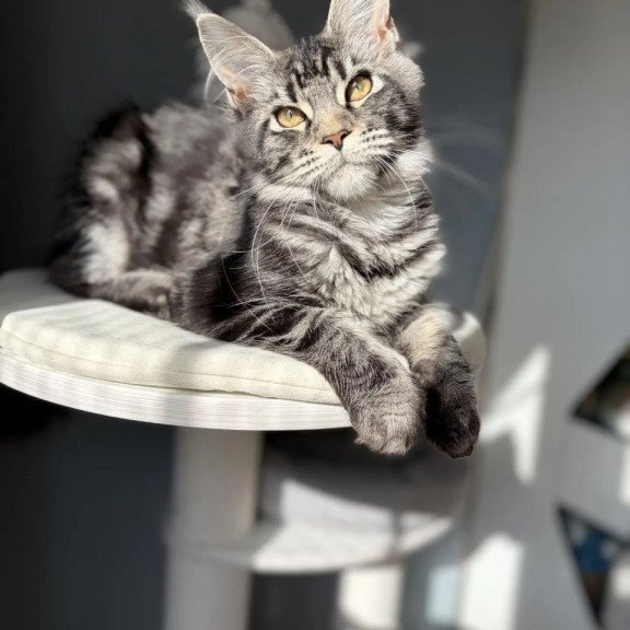 Maine Coon A Pepsi