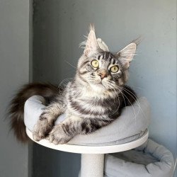 Maine Coon A Ponchic
