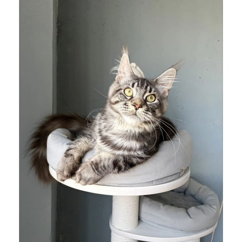 Maine Coon A Ponchic