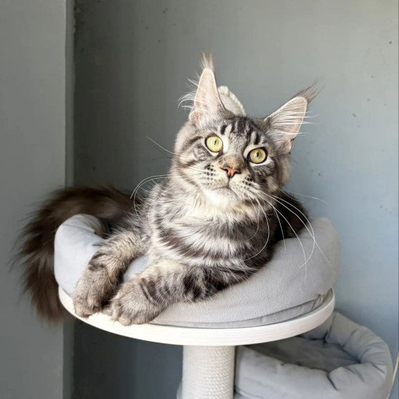 Maine Coon A Ponchic