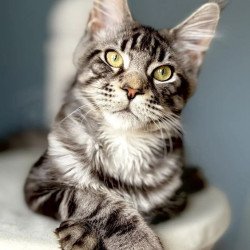 Maine Coon A Ponchic