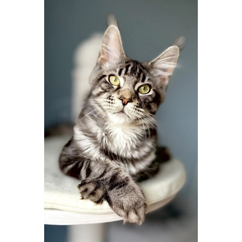 Maine Coon A Ponchic