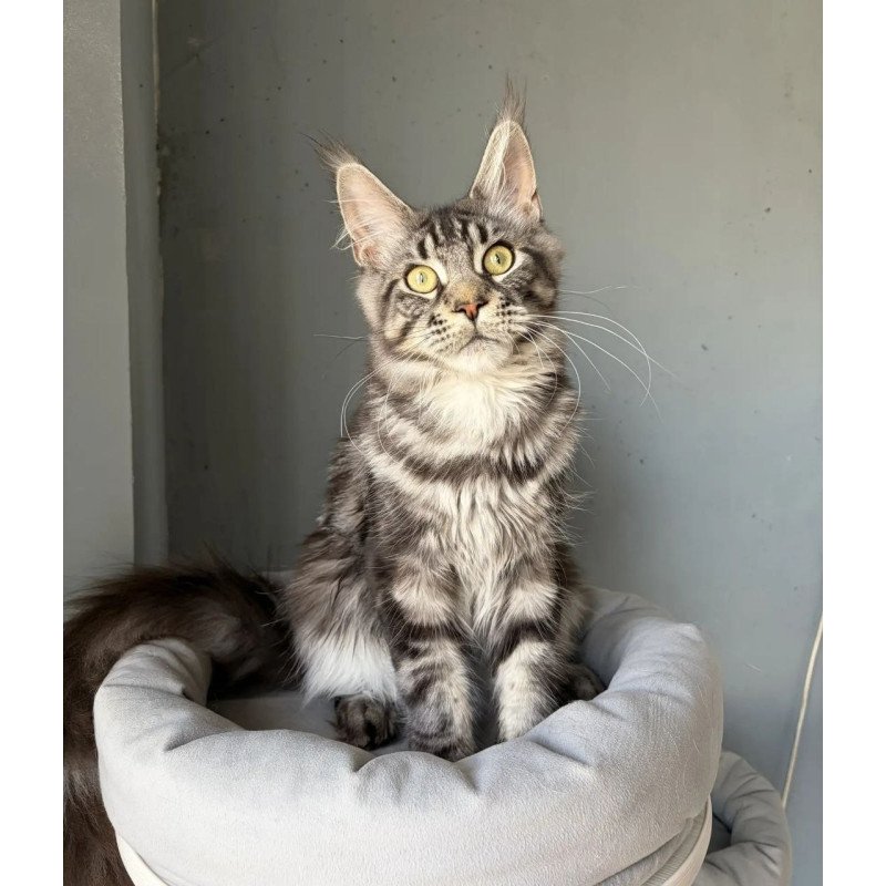 Maine Coon A Ponchic