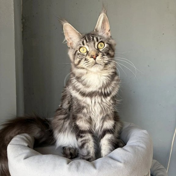Maine Coon A Ponchic