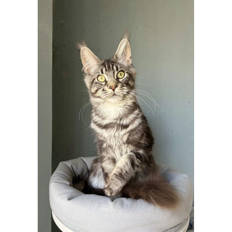 Maine Coon A Ponchic