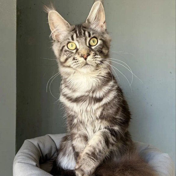 Maine Coon A Ponchic