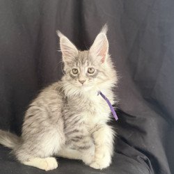 Maine Coon EZ Zibo