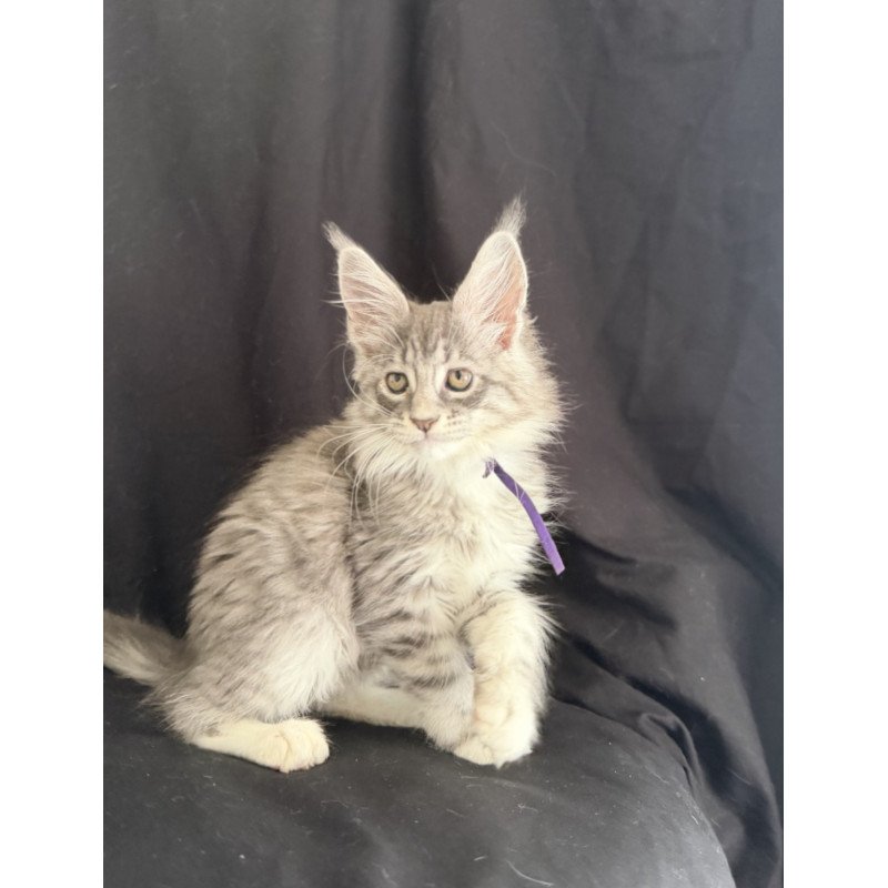 Maine Coon EZ Zibo