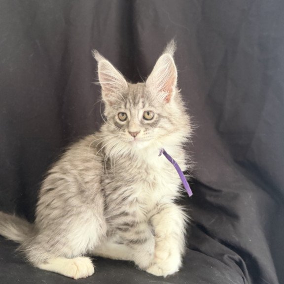 Maine Coon EZ Zibo