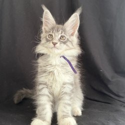 Maine Coon EZ Zibo