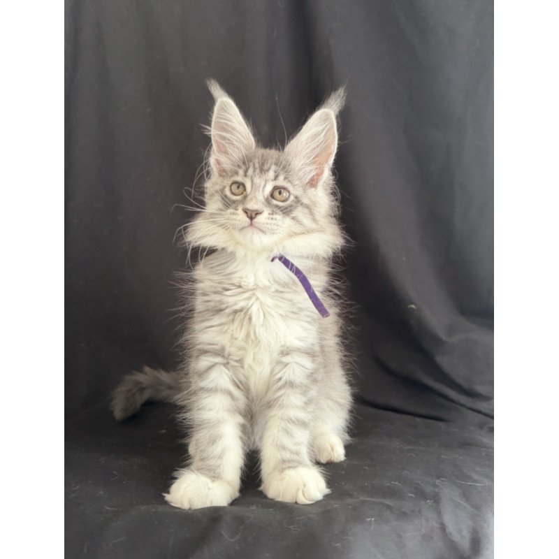Maine Coon EZ Zibo