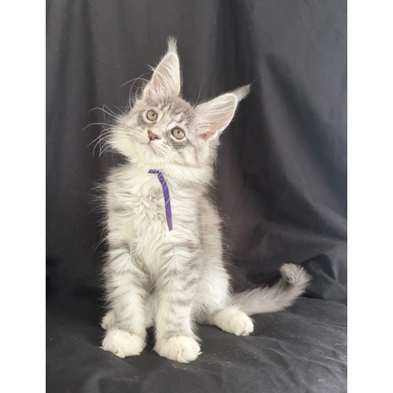 Maine Coon EZ Zibo