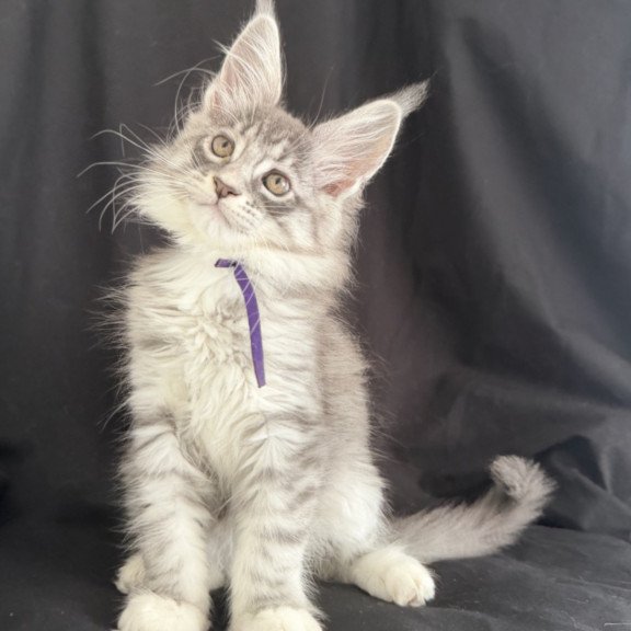 Maine Coon EZ Zibo