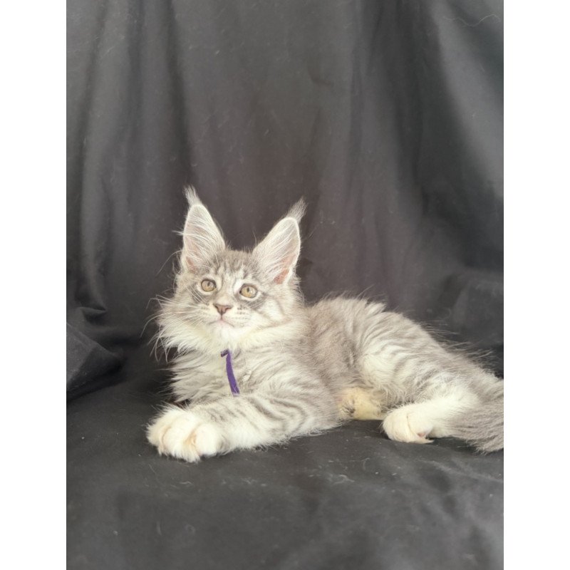Maine Coon EZ Zibo