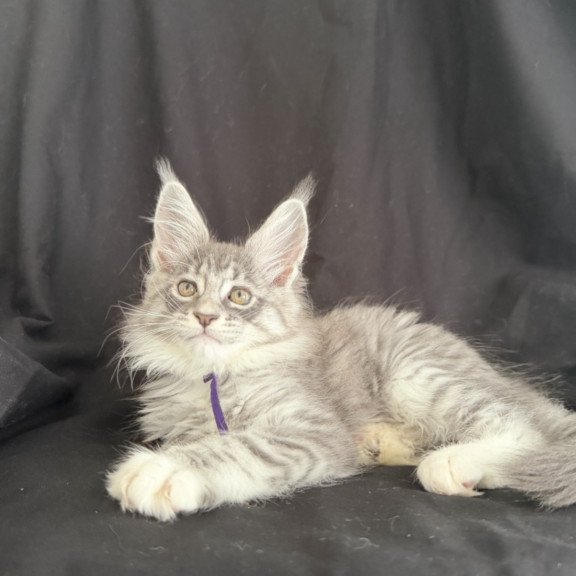 Maine Coon EZ Zibo