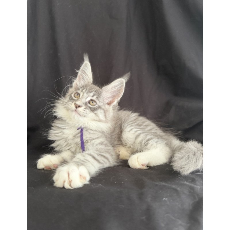 Maine Coon EZ Zibo