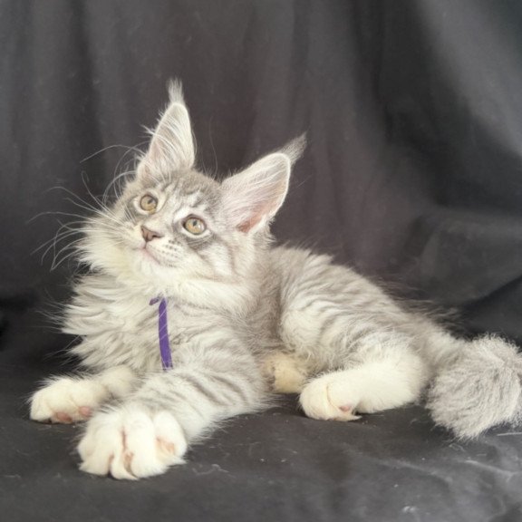 Maine Coon EZ Zibo