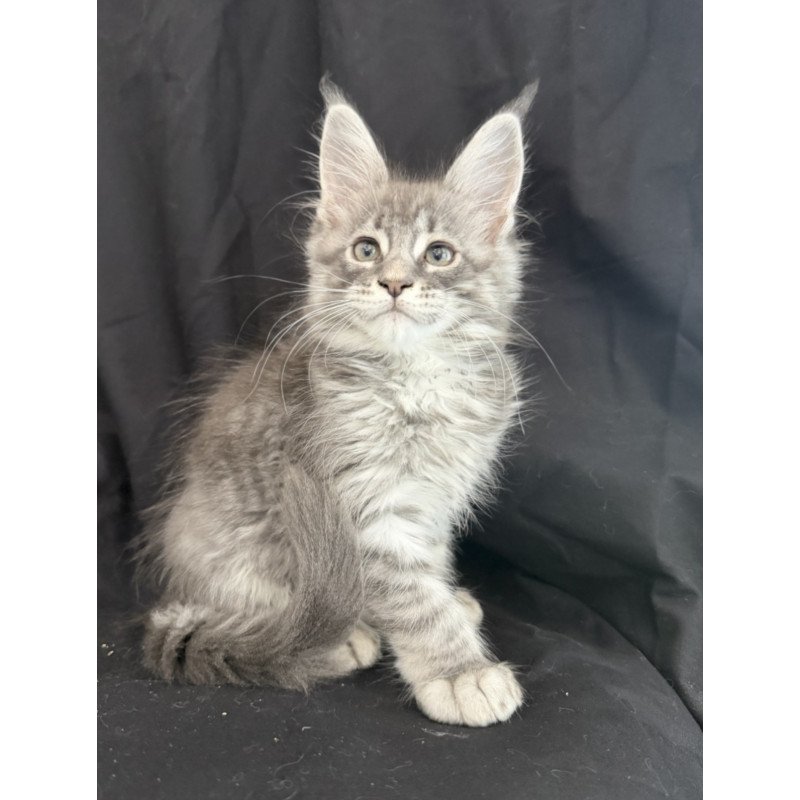 Maine Coon EZ Zangi de Ziro