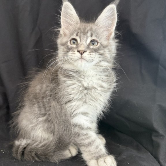 Maine Coon EZ Zangi de Ziro