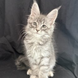 Maine Coon EZ Zangi de Ziro