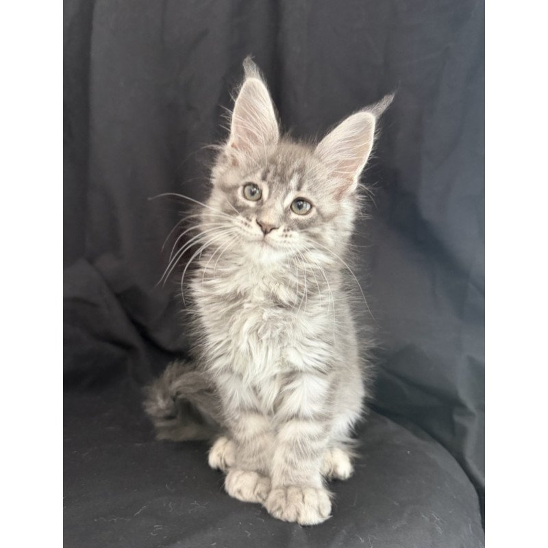Maine Coon EZ Zangi de Ziro